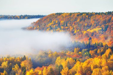 Kozalaklı bir ormanın ve sabah sisi bulutlarının içindeki nehrin rengarenk kırmızı, turuncu ve sarı ağaçlarının nefes kesici hava manzarası. Peri sonbahar manzarası. Gauja Ulusal Parkı, Sigulda, Letonya