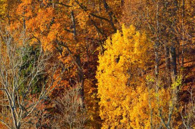 Renkli kırmızı, turuncu ve sarı ağaçların tepelerinin sabah sisi içinde kozalaklı bir ormanda nefes kesici panoramik manzarası. Peri sonbahar manzarası. Gauja Ulusal Parkı, Sigulda, Letonya