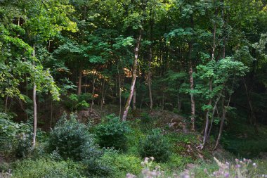 Yeşil orman tepelerinin yakınındaki çayırda kır çiçekleri açıyor. Uzun yosunlu ağaçların kemer yolu, ağaç gövdelerinde güneş ışığı. Peri manzarası. Almanya 'da Çevre Koruma