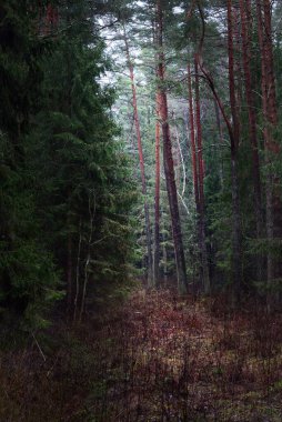 Sisli yeşil orman manzarası, eski çam ağaçları ve köknar ağaçlarının gövdeleri. Yerde yosun var. Ağaçların arasından akan ışık. Karanlık manzara. Estonya
