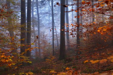 Yosunlu tepedeki renkli kayın ağaçları, yakın çekim kütükleri. Kırmızı ve turuncu yapraklardan oluşan orman tabanı. Karanlık sonbahar manzarası. Ağaç gövdelerinde saf güneş ışığı. Heidelberg, Almanya