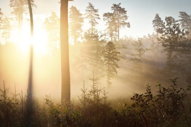 Güneşin doğuşunda esrarengiz yeşil orman. Altın güneş ışığı, güneş ışığı, sis, sis. Çam ve köknar ağaçları yakın plan. Ağaç gövdelerinden akan ışık. Resimli bir manzara var. Idyllic manzara. Saf doğa.