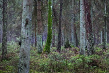 Puslu yeşil ormanın manzarası, eski çam ağaçlarının gövdeleri. Yerde yosun var. Karanlık manzara. Estonya