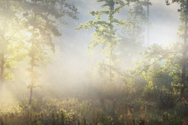 Güneşin doğuşunda esrarengiz yeşil orman. Altın güneş ışığı, güneş ışığı, sis, sis. Çam ve köknar ağaçları yakın plan. Ağaç gövdelerinden akan ışık. Resimli bir manzara var. Idyllic manzara. Saf doğa.