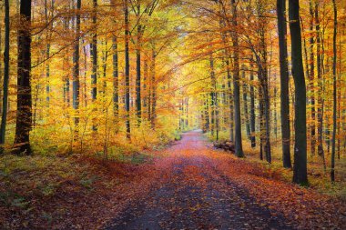 Altın kayın ağaçlarının arasından tek şeritli kırsal bir yol. Yeşil, turuncu ve sarı yapraklardan oluşan orman tabanı. Ağaç gövdelerinin arasından gizemli bir ışık. Heidelberg, Almanya 'da Çevre Koruma