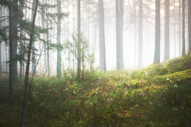Karışık bir kozalaklı ormanda sabah sisi. Yosunlu tepelerde çam ve köknar ağaçları. Gizemli sonbahar manzarası. Ağaç gövdelerinden akan güneş ışığı. Kemeri Milli Parkı, Letonya