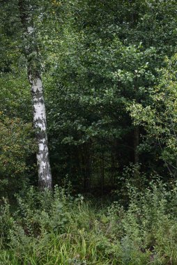 Yeşil yaprak döken bir ormanda huş ağaçları, yakın plan ağaç gövdeleri. - Letonya. Karanlık sonbahar sahnesi. Atmosferik manzara. Ormancılık, mevsimler, ekoloji, çevre koruma teması