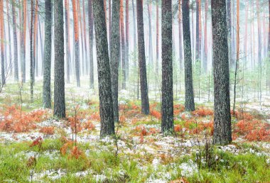 Sisli sonbahar ormanındaki ilk kar. Yeşil çimenler, yerde kırmızı ve turuncu yapraklar, uzun yosunlu çam ağaçlarının gövdeleri. Finlandiya