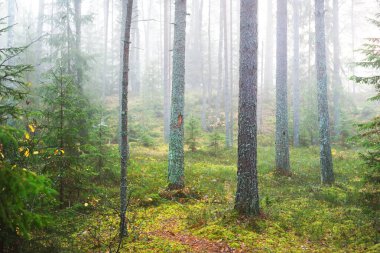 Karışık bir kozalaklı ormanda sabah sisi. Yosunlu tepelerde çam ve köknar ağaçları. Gizemli sonbahar manzarası. Ağaç gövdelerinden akan güneş ışığı. Kemeri Milli Parkı, Letonya