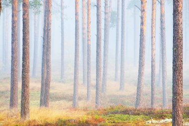 Gündoğumunda Evergreen Çam Ormanı. Sabah sisi. Ağaç gövdelerinden akan güneş ışığı. Yeşil yosun, liken ve yerdeki diğer bitkiler. Idyllic manzara. Finlandiya 'da çevre koruma