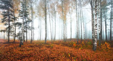 Bulutlu bir sonbahar gününde sisli huş ağacının panoramik manzarası. Ağaç gövdesi sabah sisinde. Renkli sarı, turuncu ve kırmızı yapraklar yerde. Peri manzarası. Finlandiya