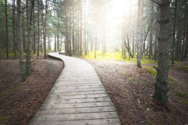 Eski çam ağaçlarının arasından geçen tahta bir patika. Yerde yosun var. Ağaç gövdelerinde güneş ışınları ve sabah sisi. Karanlık orman sahnesi. Letonya