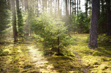Eski bir yosunlu ladin yakın plan. Kozalaklı bir ormanda ağaç gövdelerinden güneş ışınları geçiyor. Yerdeki gölgeler. Baharın başında. Finlandiya
