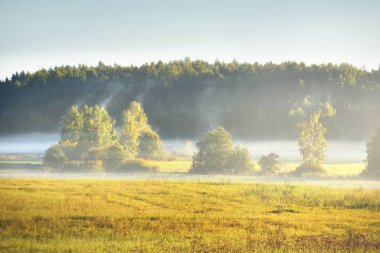 Altın kır arazisi ve yaprak döken orman güneş doğarken sabah sisi bulutları altında. Arka planda ağaç siluetleri var. Ilık güneş ışığı. Idyllic kırsal alanı