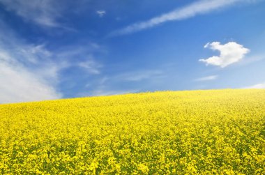 Açan kolza tohumu tarlası. Parlayan bulutlu açık mavi gökyüzü. Bulutlar. Kırsal alan. Tarım, biyoteknoloji, yakıt, gıda endüstrisi, alternatif enerji, çevre koruma. Panoramik görünüm