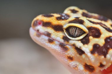 Hayvanat bahçesinde Leopar kertenkelesi Eublepharis macularius, yakın plan. Tallinn, Estonya. Portre sanatı, zooloji, herpetoloji, çevre koruma, bilim, eğitim kavramları