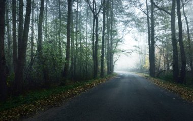 Sabah sisi içinde yaprak döken ağaçların arasından keskin bir dönüş yapan boş bir köy yolu. Karanlık orman manzarası. Sonbahar renkleri. Letonya