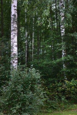 Yeşil yaprak döken bir ormanda huş ağaçları, yakın plan ağaç gövdeleri. - Letonya. Karanlık sonbahar sahnesi. Atmosferik manzara. Ormancılık, mevsimler, ekoloji, çevre koruma teması