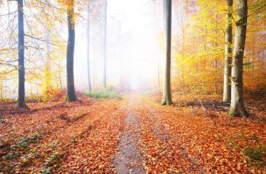 Altın yosunlu kayın ağaçlarından geçen bir patika. Kırmızı ve turuncu yapraklardan oluşan orman tabanı. Peri sonbahar manzarası. Ağaç gövdelerinde saf güneş ışığı. Doğal tünel. Heidelberg, Almanya