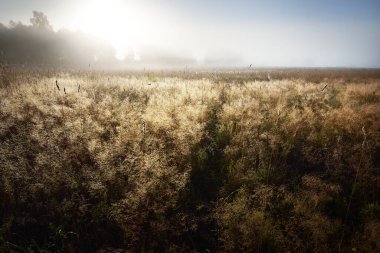 Gün doğumunda orman çayırında. Saf sabah ışığı, güneş ışınları, sis, sis. Altın dikenler yakın plan. Valmiera, Letonya. Atmosferik manzara. Doğa, çevre koruma, ekoloji