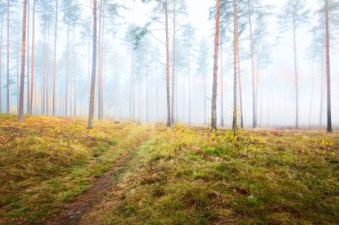 Beyaz bir sis içinde çam ağaçlarının yosunlu tepeleri. Renkli altın yapraklardan oluşan orman zemini. Atmosferik sonbahar manzarası. Almanya