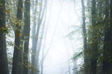 Yoğun bir sabah sisinde uzun altın ıhlamur ağaçlarının alçak açılı görüntüsü, Almanya. Şehir parkında bir sokak. Doğal tünel. Gizemli sonbahar manzarası. Resmi kavra