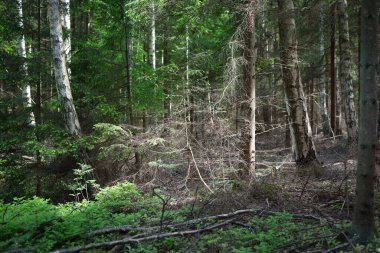 Baltık Denizi kıyısındaki sonsuz yeşil kozalaklı orman. Büyük kökleri, yosunları ve eğreltiotu olan yaşlı ağaçlar. Ruhnu Adası, Estonya. Gizemli manzara. Seyahat yerleri, çevresel koruma
