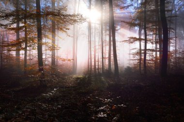 Yosunlu tepedeki renkli kayın ağaçları, yakın çekim kütükleri. Kırmızı ve turuncu yapraklardan oluşan orman tabanı. Karanlık sonbahar manzarası. Ağaç gövdelerinde saf güneş ışığı. Heidelberg, Almanya