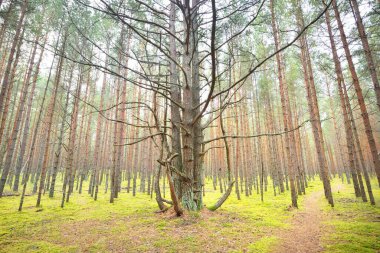 Sonbahar mevsimi boyunca yemyeşil ormanlarda uzun ve güçlü bir çam ağacı. Sabah sisi. Yosun dolu ağaç gövdelerine yakın çekim. Atmosferik manzara. Letonya 'da çevre koruma. Doğa, ekoloji