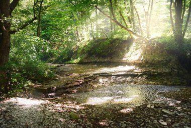 Açık bir yaz gününde ormanda küçük bir dağ nehri. İtalya. Potamon sp tatlısu yengeci için doğal yaşam alanı. Kristal berrak su ve kayalar yakın plan. Ekoloji, çevre koruma, zooloji