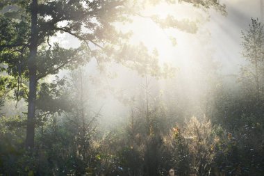 Güneşin doğuşunda esrarengiz yeşil orman. Altın güneş ışığı, güneş ışığı, sis, sis. Çam ve köknar ağaçları yakın plan. Ağaç gövdelerinden akan ışık. Resimli bir manzara var. Idyllic manzara. Saf doğa.