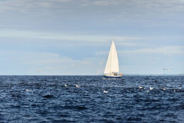 Açık bir günde açık bir Baltık denizinde yelken açan mavi şalopeli yat, yakın planda uçan martılar. Riga Körfezi, Letonya. Gezi, spor, eğlence, boş zaman aktiviteleri.