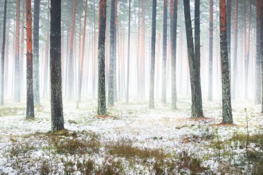 Sisli sonbahar ormanındaki ilk kar. Yeşil çimenler, yerde kırmızı ve turuncu yapraklar, uzun yosunlu çam ağaçlarının gövdeleri. Finlandiya