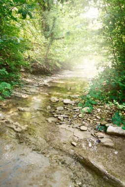 Açık bir yaz gününde ormanda küçük bir dağ nehri. İtalya. Potamon sp tatlısu yengeci için doğal yaşam alanı. Kristal berrak su ve kayalar yakın plan. Ekoloji, çevre koruma, zooloji
