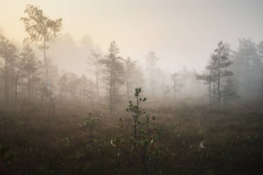 Gün doğumunda sisli bir bataklıkta. Genç çam ağaçları ve çiçek açan orman zeminleri, yakın plan. Gökyüzü açık. Idyllic manzara. Letonya Kemeri Ulusal Parkı 'nda Çevre Koruma