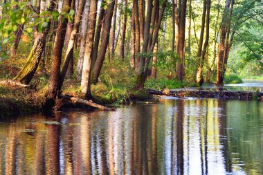Gün batımında yeşil yaprak döken bir ormanda kunduz barajı olan nehir, yakın ağaçlar, sıcak güneş ışığı. Sudaki simetri yansımaları, doğal ayna. Huzurlu bir manzara. Çevre koruma teması