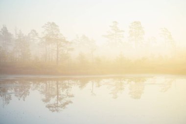 Gün doğumunda yoğun ve gizemli bir siste batık orman gölü. Cenas tirelis, Letonya. Çam ağaçlarının arasından altın güneş ışığı ve köknar gövdeleri. Suyun simetri yansımaları. Idyllic sonbahar manzarası
