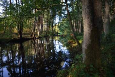 Gün batımında yeşil yaprak döken bir ormanda kunduz barajı olan nehir, yakın ağaçlar, sıcak güneş ışığı. Sudaki simetri yansımaları, doğal ayna. Huzurlu bir manzara. Çevre koruma teması