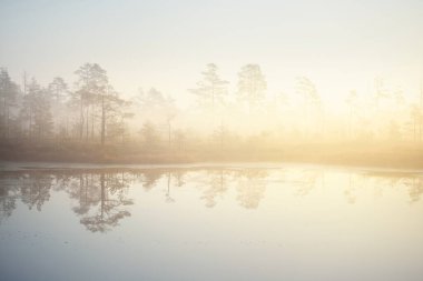 Gün doğumunda yoğun ve gizemli bir siste batık orman gölü. Cenas tirelis, Letonya. Sonsuza dek yeşil ağaç gövdelerinin arasından altın güneş ışığı. Suyun simetri yansımaları. Idyllic sonbahar manzarası