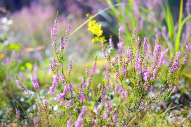 Güneşin doğuşunda, yemyeşil ormanlarda açan pembe funda çiçeklerinin olduğu orman zeminine yakın plan. Sabah bulanıklığı. Finlandiya 'da çevre koruma. Doğal çiçek deseni