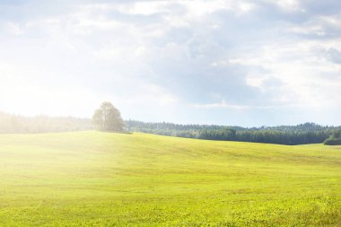 Yalnız ağaçlar ve dramatik fırtınalı gökyüzünün altındaki yeşil kırsal tepe. Güneş bulutların arasından ışıldıyor. Idyllic kırsal kesim. Karanlık ağaç siluetleri. Konseptler, sanat, sakinlik, çevresel koruma