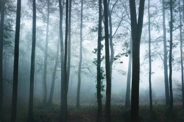 Yoğun bir sabah sisinde uzun ağaç siluetleri. Işık gövdelerin arasından akıyor. Karanlık mistik orman sahnesi. Ürkütücü bir manzara. Fantezi, masal, sessizlik