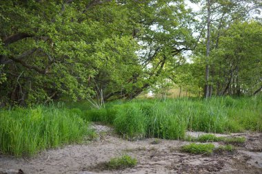 Baltık Denizi kıyısında yeşil kozalaklı orman. Büyük kökleri, yosunları ve eğreltiotu olan yaşlı ağaçlar. Ruhnu Adası, Estonya. Seyahat yerleri, çevre koruma teması