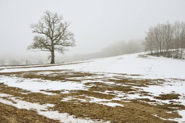 Kır arazisi ve yaprakları olmayan yalnız bir meşe ağacı kalın bir siste, yakın planda kasvetli gökyüzüne karşı. Koyu renk siluet. Sanat, monokrom, grafik minimalizm, yalnızlık, sessizlik, fantezi