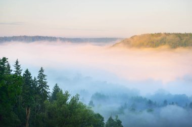 Kozalaklı bir ormanın ve sabah sisi bulutlarının içindeki nehrin rengarenk kırmızı, turuncu ve sarı ağaçlarının nefes kesici hava manzarası. Peri sonbahar manzarası. Gauja Ulusal Parkı, Sigulda, Letonya