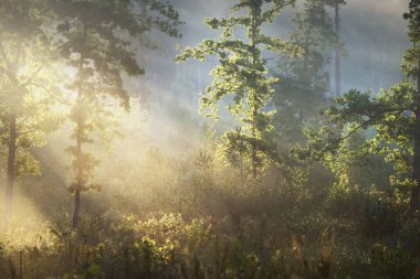 Güneşin doğuşunda esrarengiz yeşil orman. Altın güneş ışığı, güneş ışığı, sis, sis. Çam ve köknar ağaçları yakın plan. Ağaç gövdelerinden akan ışık. Resimli bir manzara var. Idyllic manzara. Saf doğa.