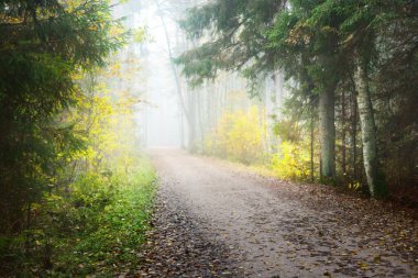 Rengarenk altın huş ağaçlarının arasından kırsal bir yol, bembeyaz bir sabah sisinde her zaman yeşil yapraklar ve çam ağaçları. Idyllic sonbahar manzarası. Sisli orman manzarası. Kemeri Milli Parkı, Letonya