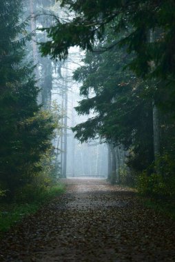 Uzun çam ağaçları arasında boş bir sokak ve sisli bir sabah ormanında köknar ağaçları. Doğal tünel. Huzurlu bir manzara. Letonya Kemeri Ulusal Parkı 'nda Çevre Koruma