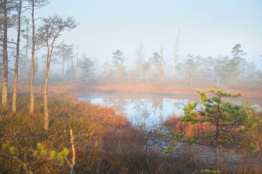 Gün doğumunda yoğun ve gizemli bir siste batık orman gölü. Cenas tirelis, Letonya. Sonsuza dek yeşil ağaç gövdelerinin arasından altın güneş ışığı. Idyllic sonbahar manzarası. Ekoloji ve ekosistemler, çevre