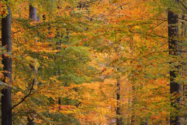Renkli kayın ağaçları, ağaç gövdeleri, yakın plan. Idyllic sonbahar manzarası. Yeşil, kırmızı, turuncu ve sarı yapraklar. Doğal desen. Çevre koruma teması. Heidelberg, Almanya